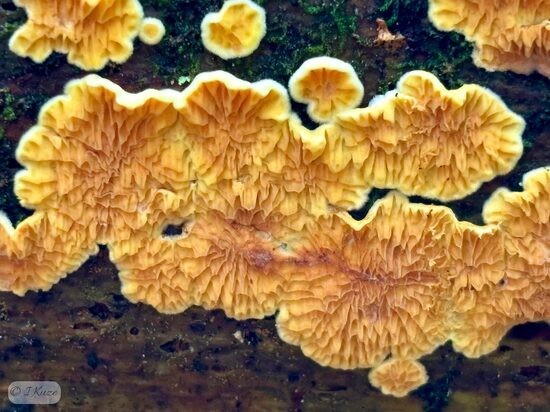 Pseudomerulius aureus